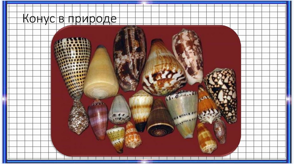 Конус в природе