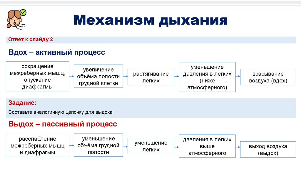 Механизм дыхания