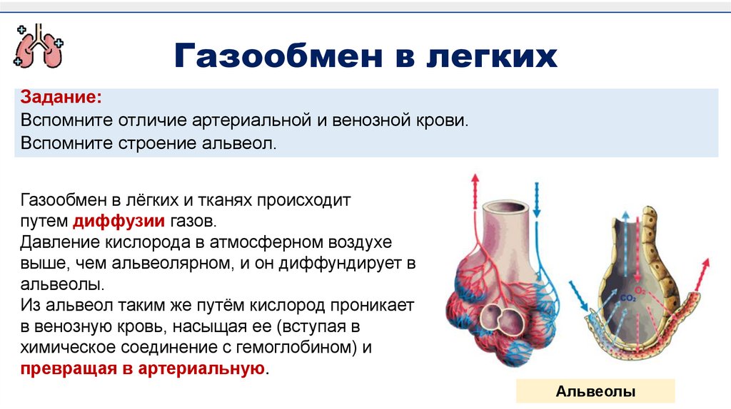 Газообмен в легких