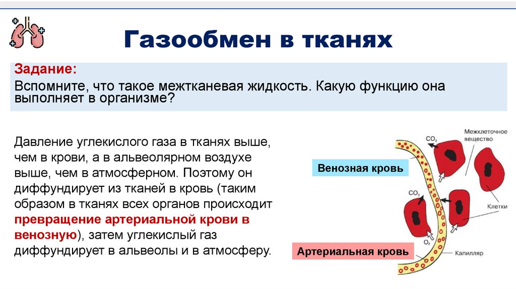 Газообмен в тканях