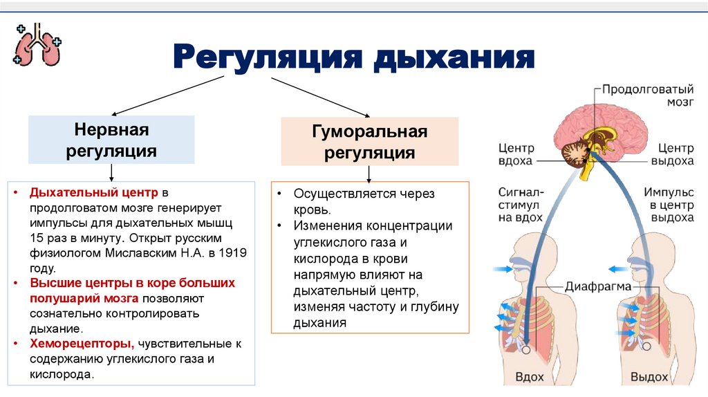 Регуляция дыхания