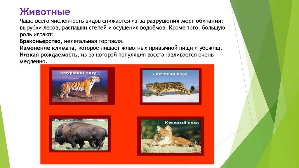 Животные Чаще всего численность видов снижается из-за разрушения мест обитания: вырубки лесов, распашки степей и осушения