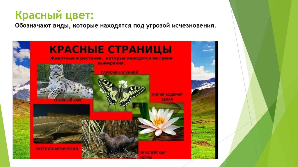 Красный цвет: Обозначают виды, которые находятся под угрозой исчезновения. 