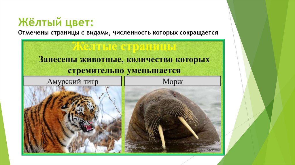 Жёлтый цвет: Отмечены страницы с видами, численность которых сокращается