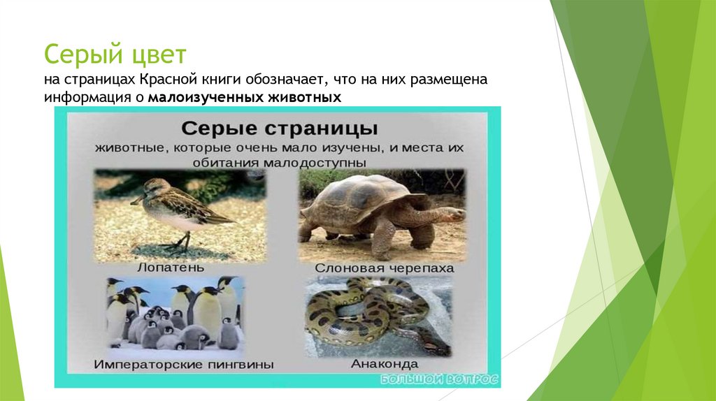 Серый цвет на страницах Красной книги обозначает, что на них размещена информация о малоизученных животных