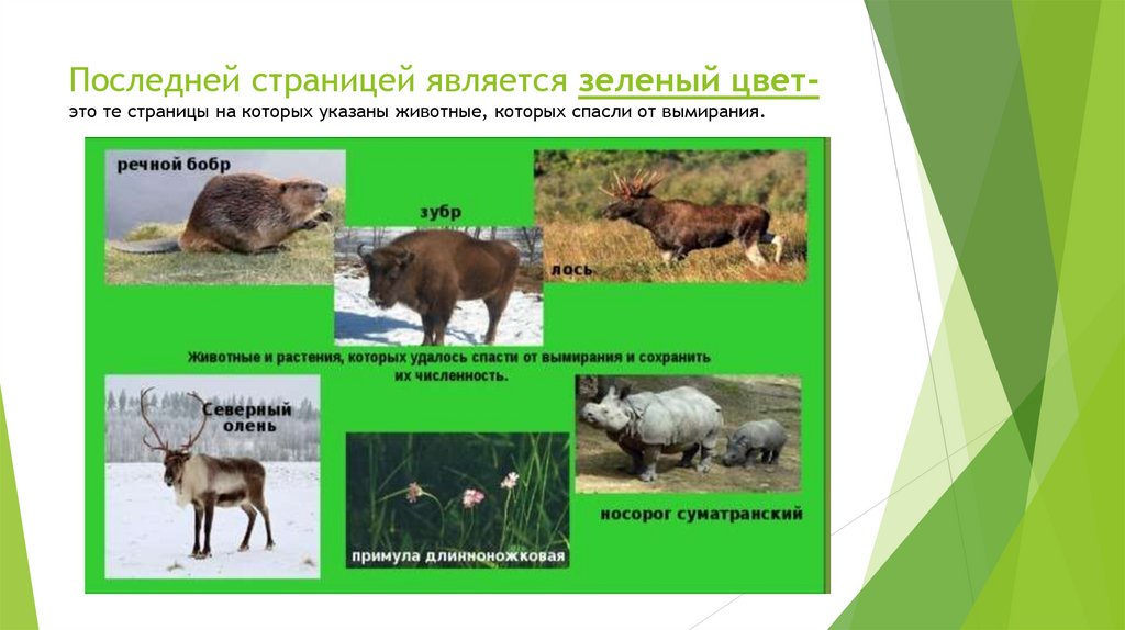 Последней страницей является зеленый цвет- это те страницы на которых указаны животные, которых спасли от вымирания.