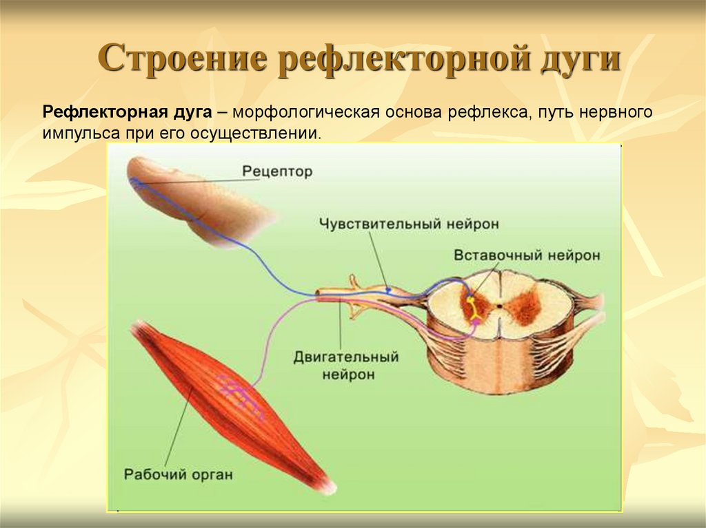 Строение рефлекторной дуги