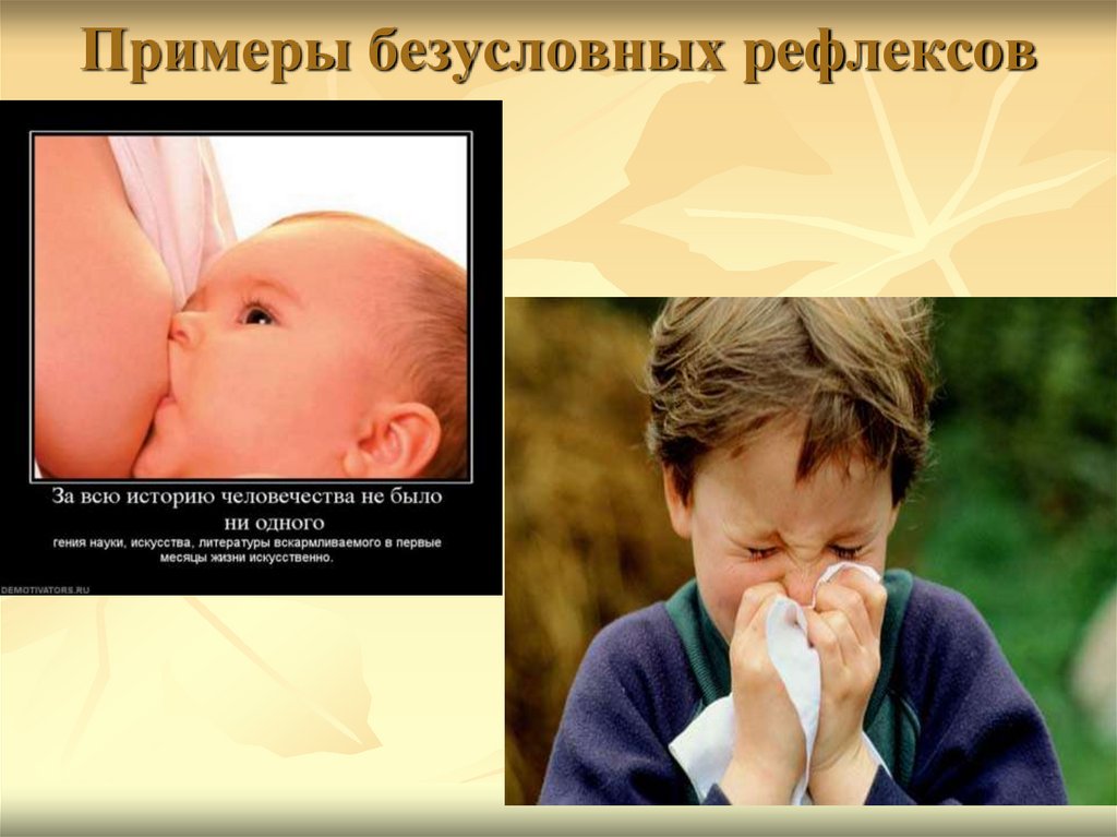 Примеры безусловных рефлексов