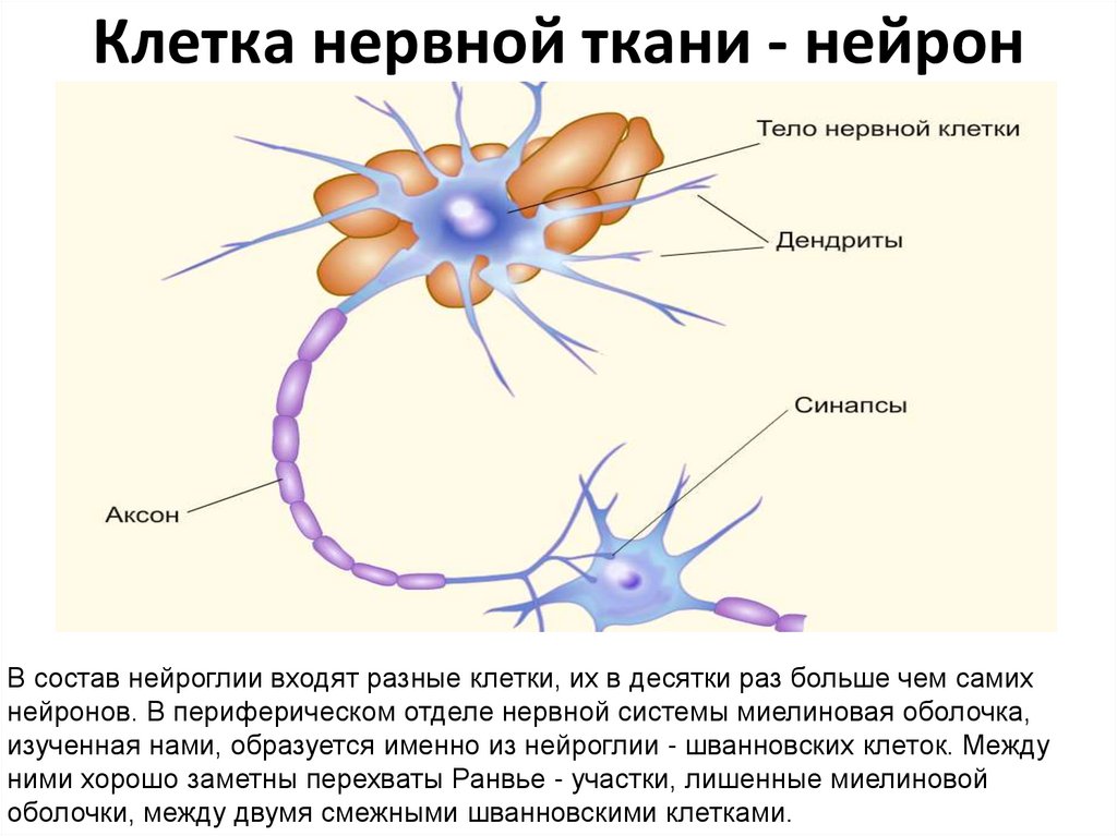 Клетка нервной ткани - нейрон