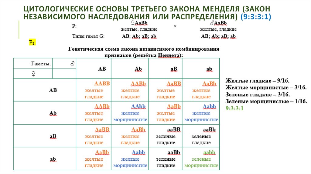 Цитологические основы третьего закона менделя (закон независимого наследования или распределения) (9:3:3:1)