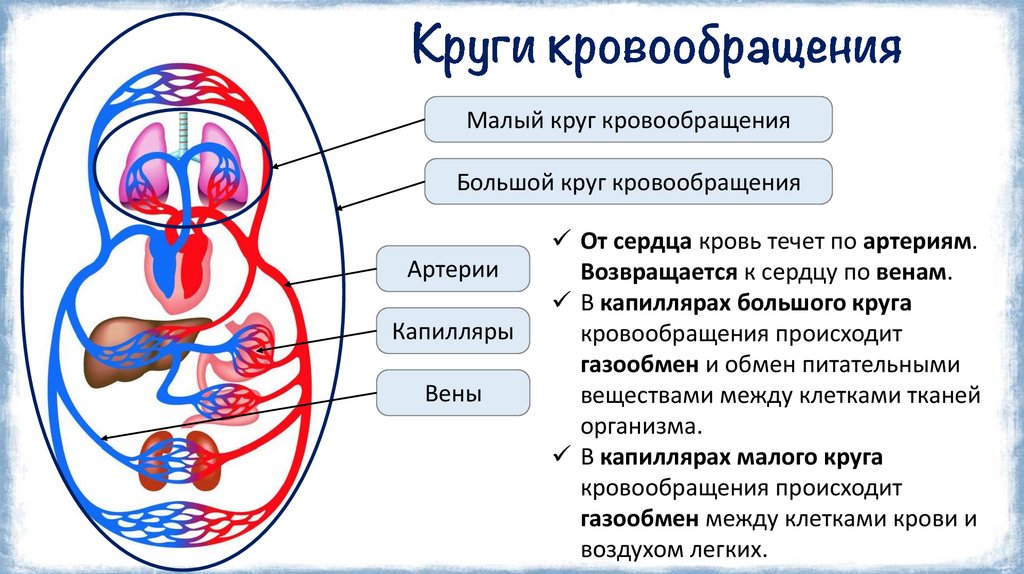 Круги кровообращения