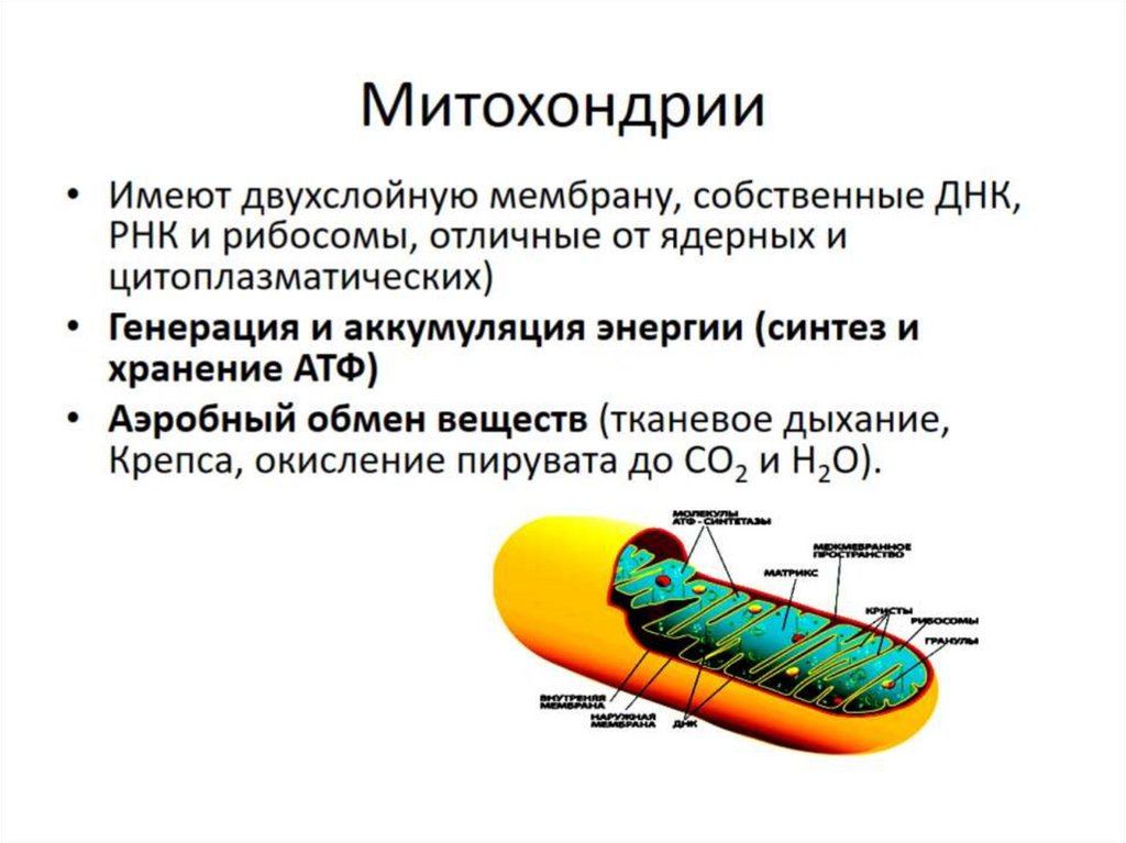 Митохондрии