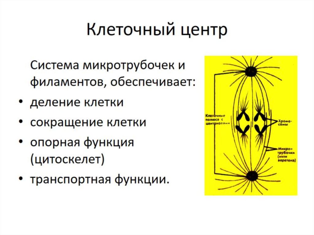 Клеточный центр