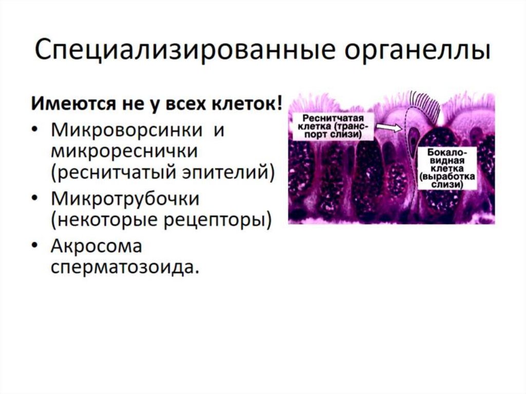 Специализированные органеллы