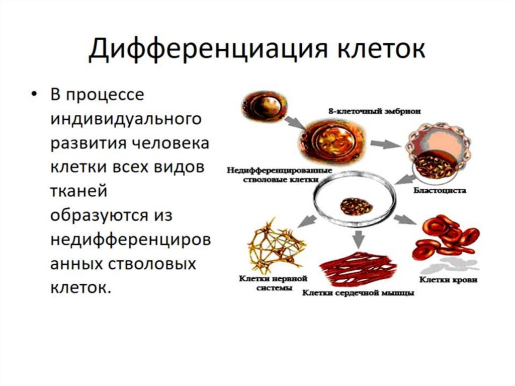Дифференциация клеток