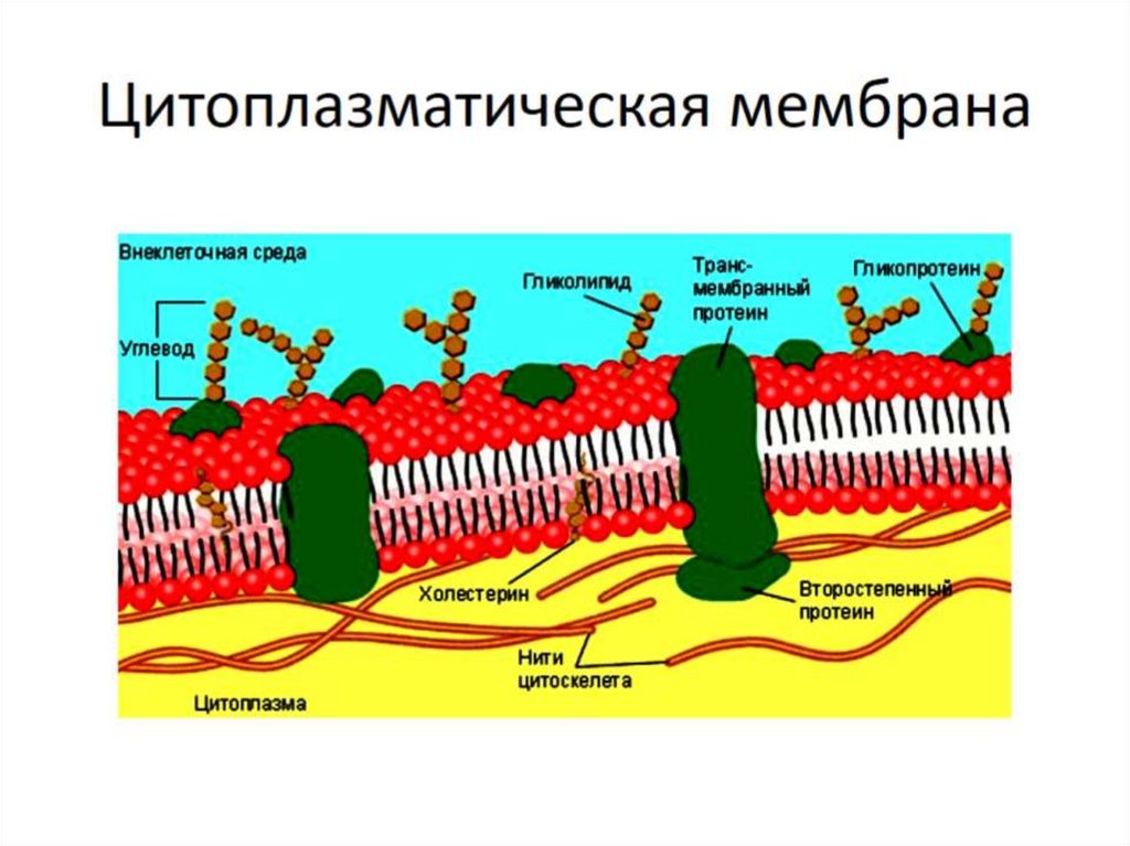 Цитоплазматическая мембрана