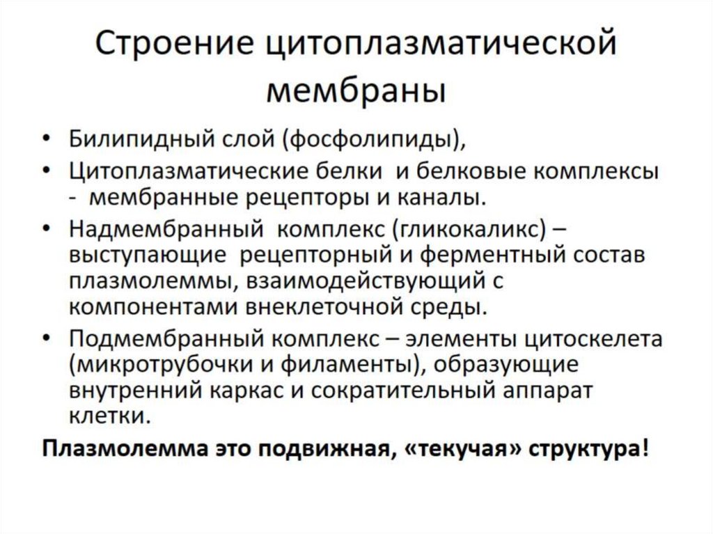 Строение цитоплазматической мембраны