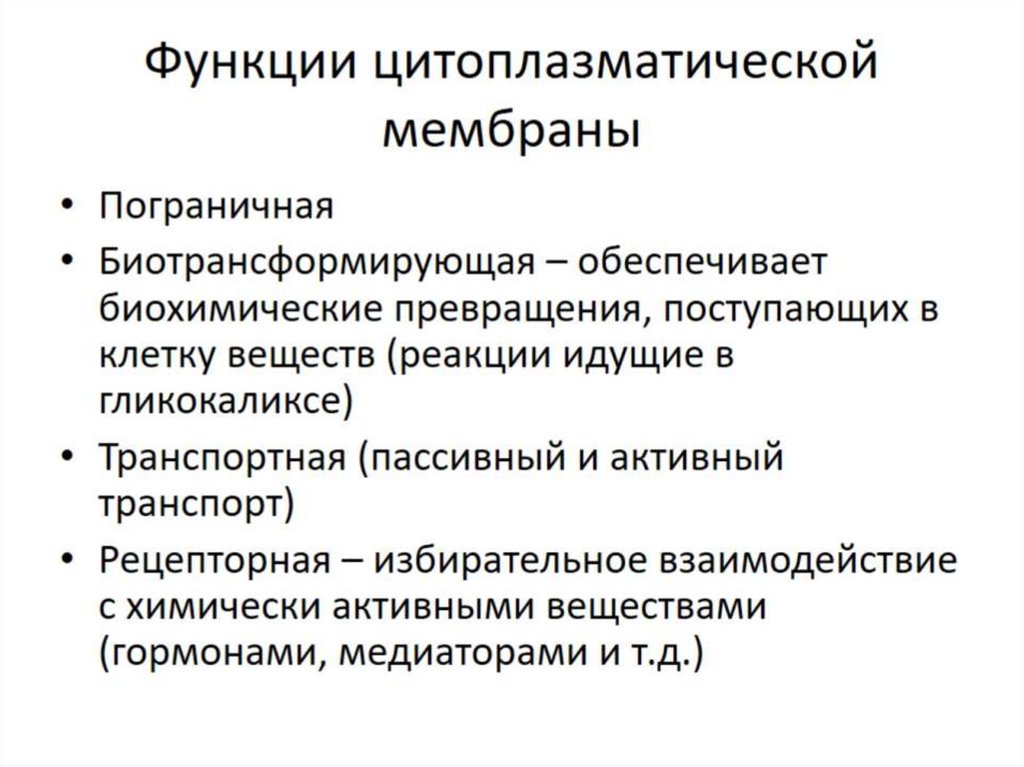Функции цитоплазматической мембраны