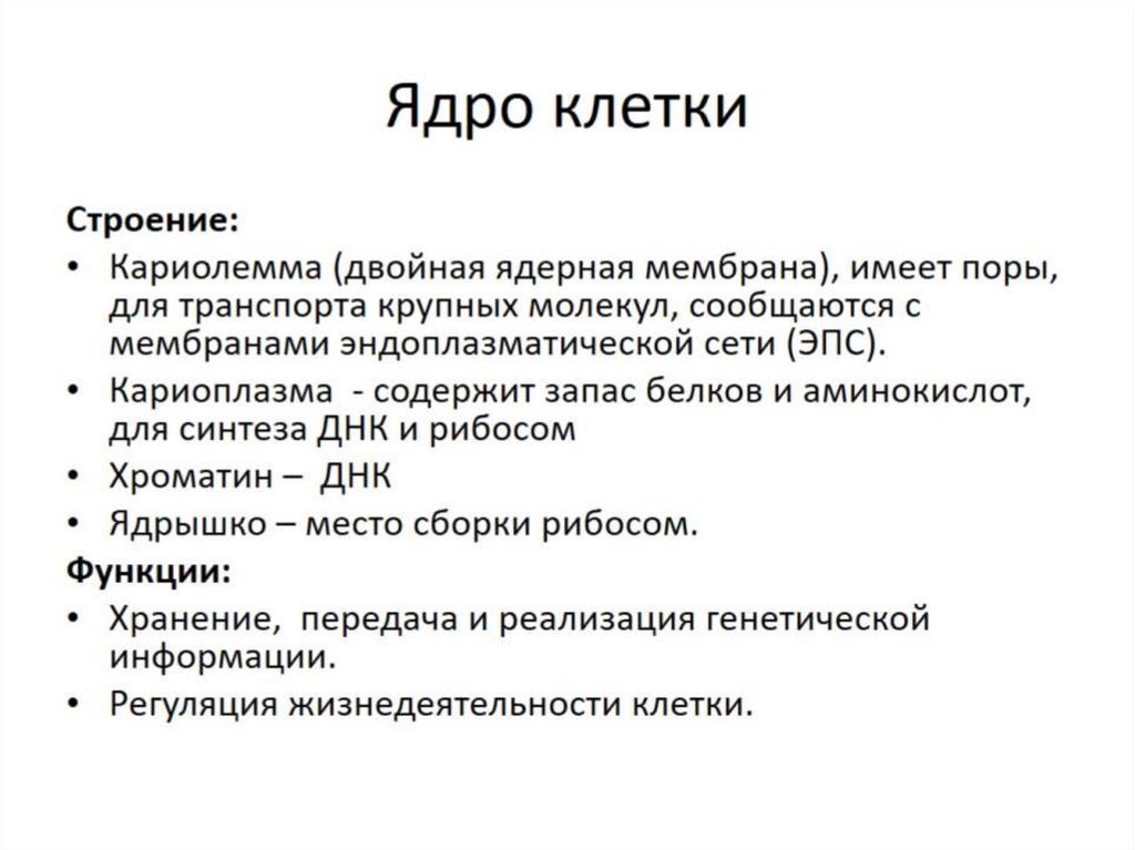 Ядро клетки