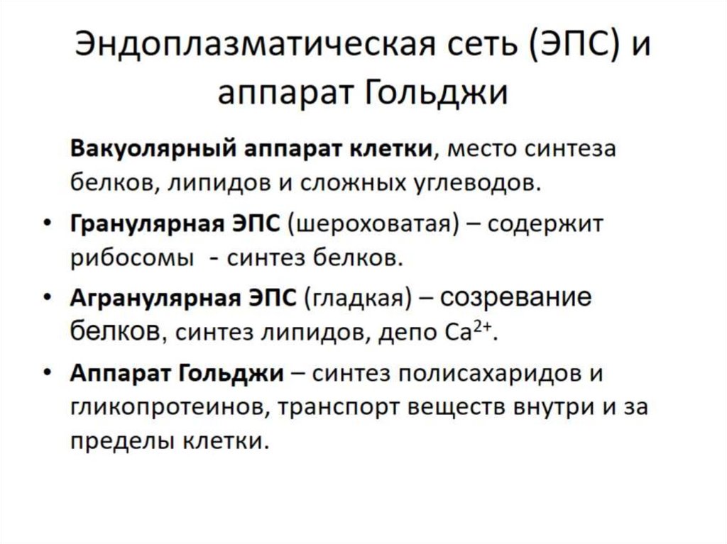 Эндоплазматическая сеть (ЭПС) и аппарат Гольджи