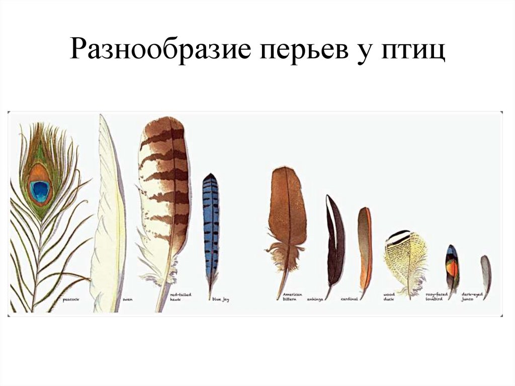 Разнообразие перьев у птиц