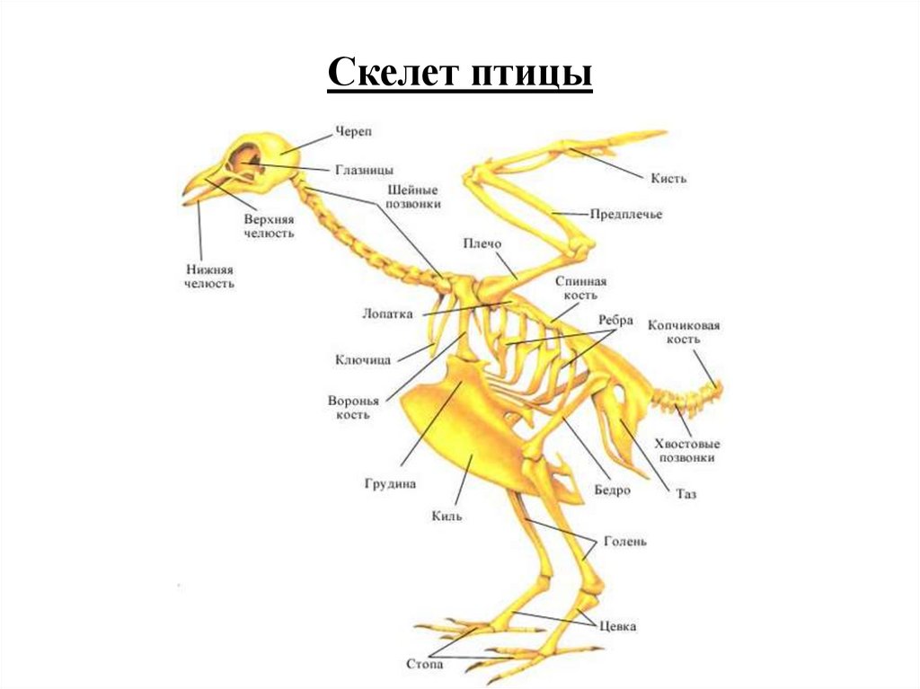 Скелет птицы