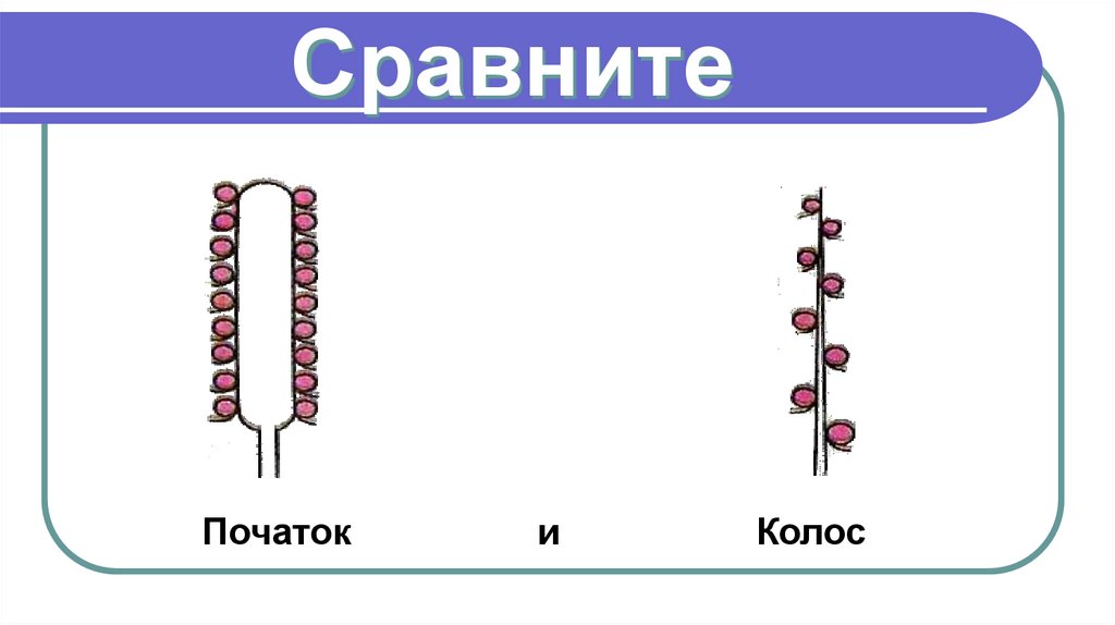 Сравните