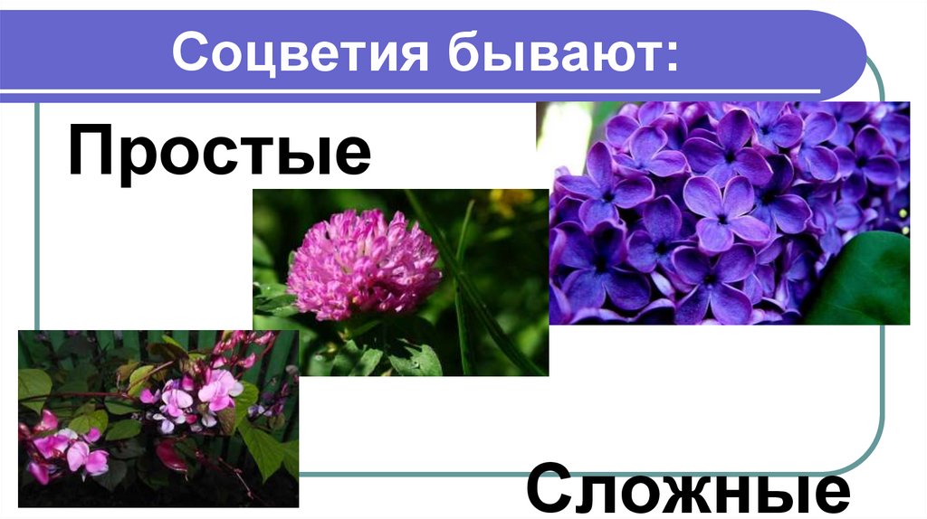 Соцветия бывают: