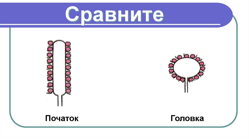 Сравните