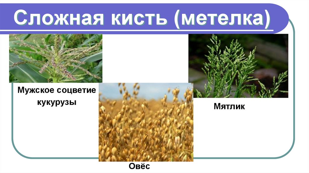 Сложная кисть (метелка)