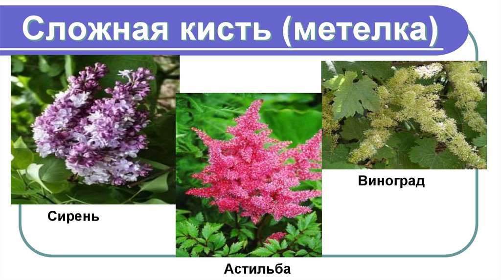 Сложная кисть (метелка)