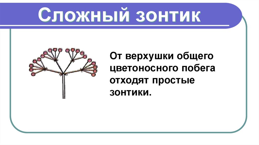 Сложный зонтик