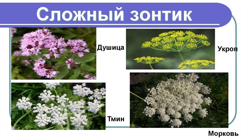 Сложный зонтик