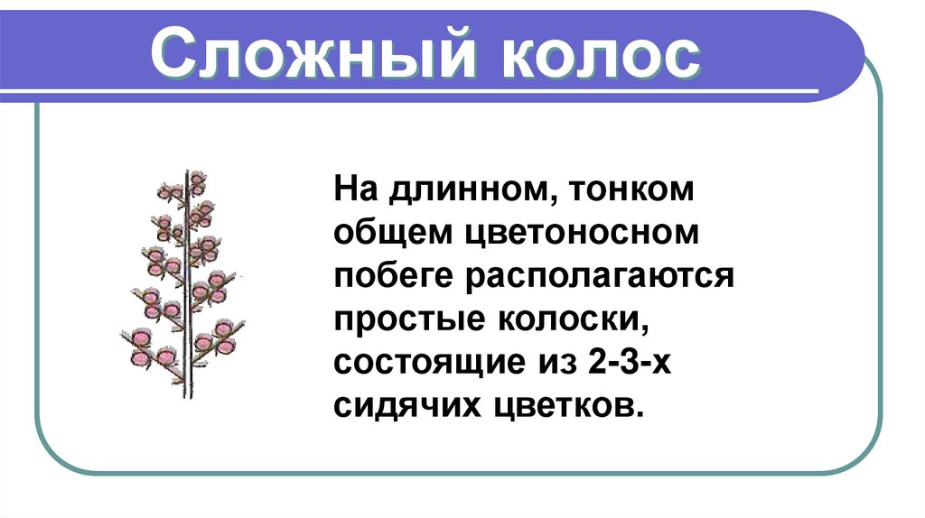 Сложный колос