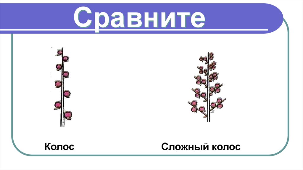 Сравните