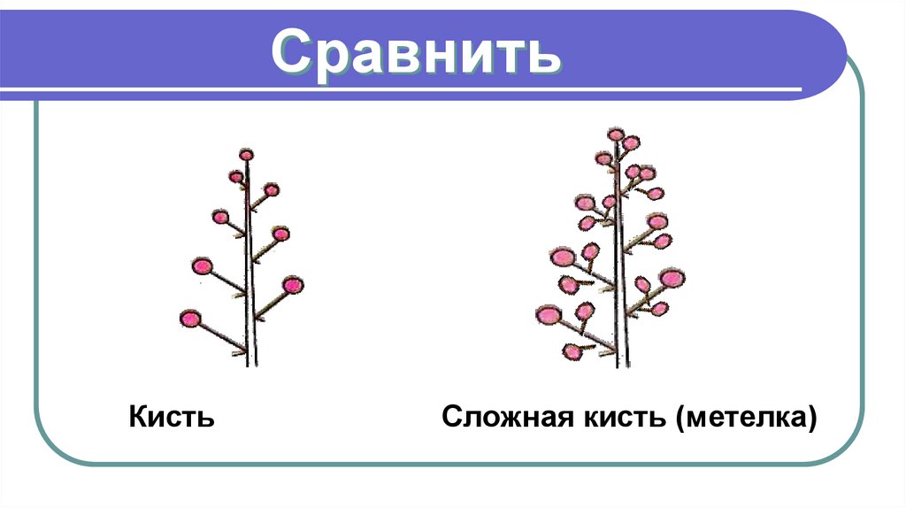 Сравнить