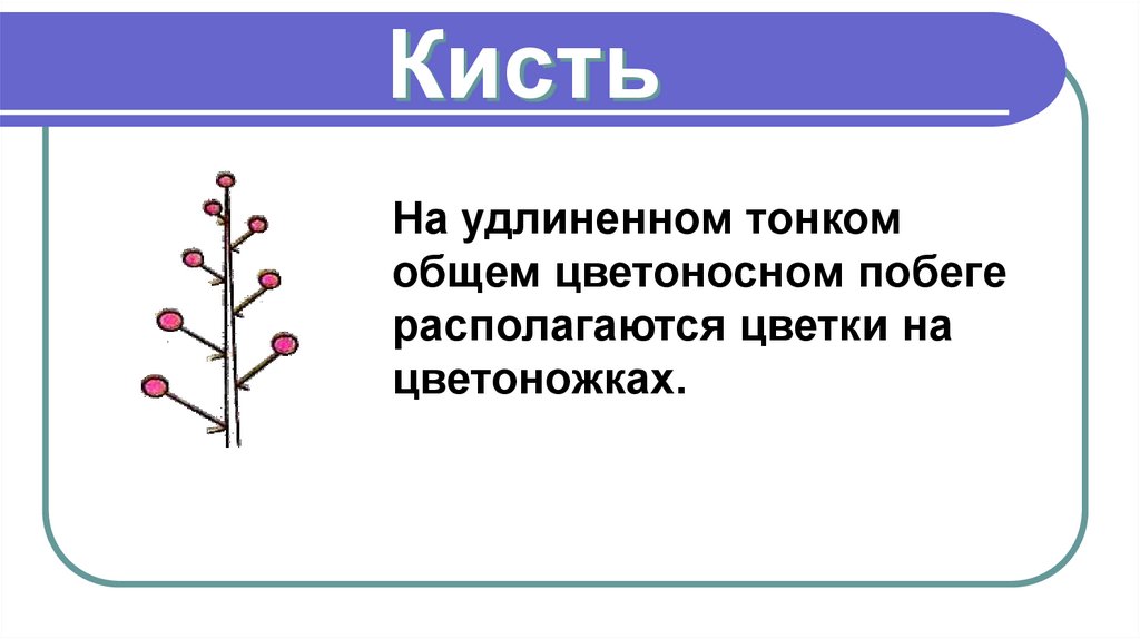 Кисть