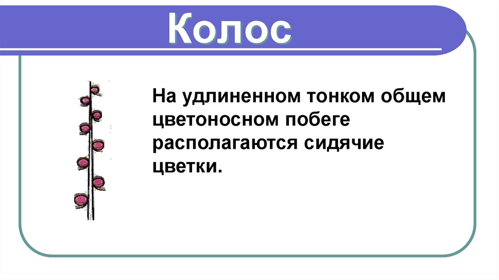 Колос