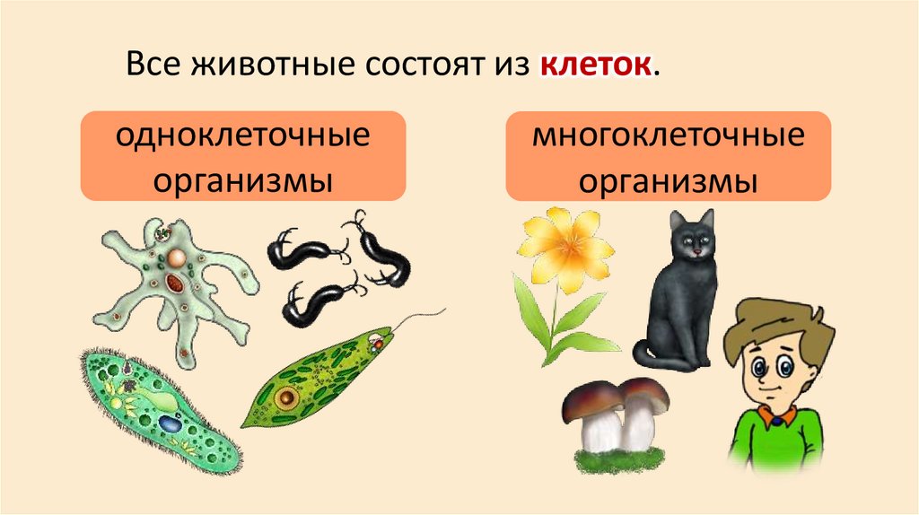 Все животные состоят из клеток.