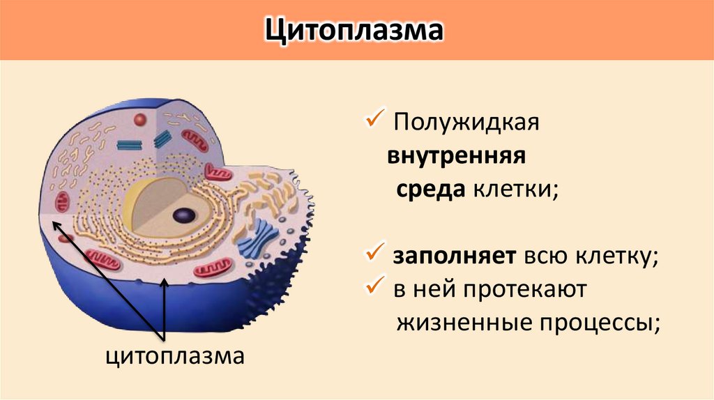Цитоплазма