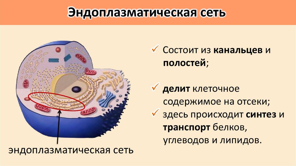 Эндоплазматическая сеть