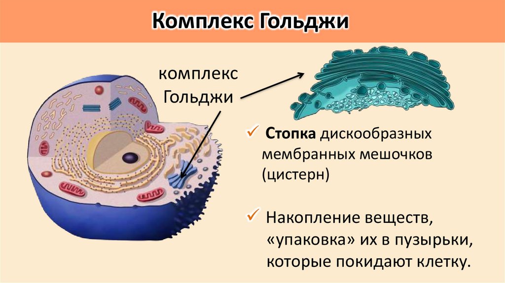 Комплекс Гольджи