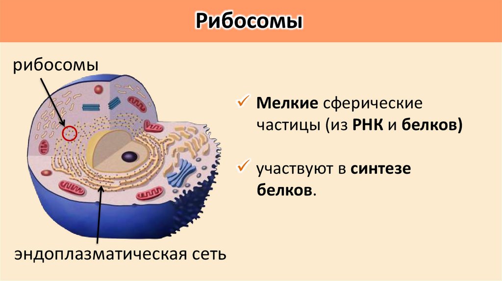 Рибосомы