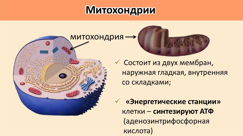 Митохондрии