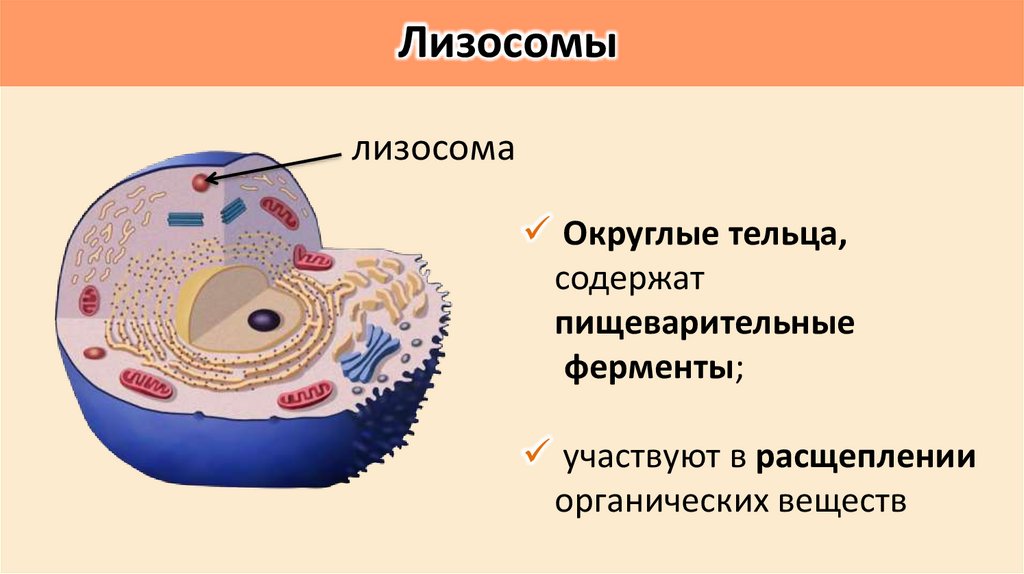 Лизосомы