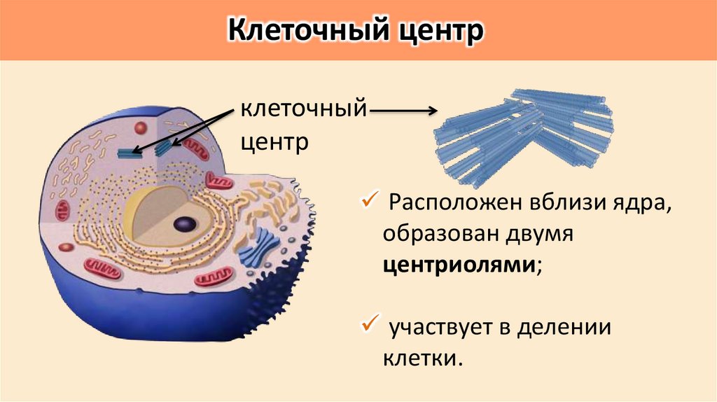 Клеточный центр
