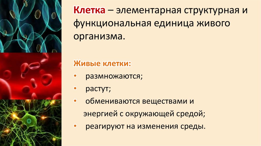 Клетка – элементарная структурная и функциональная единица живого организма.