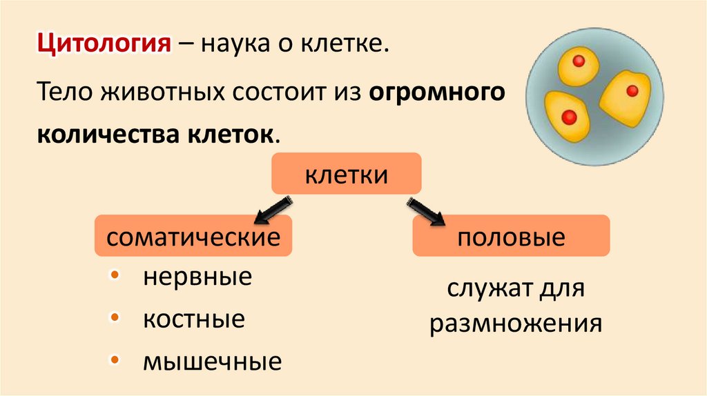Цитология – наука о клетке.