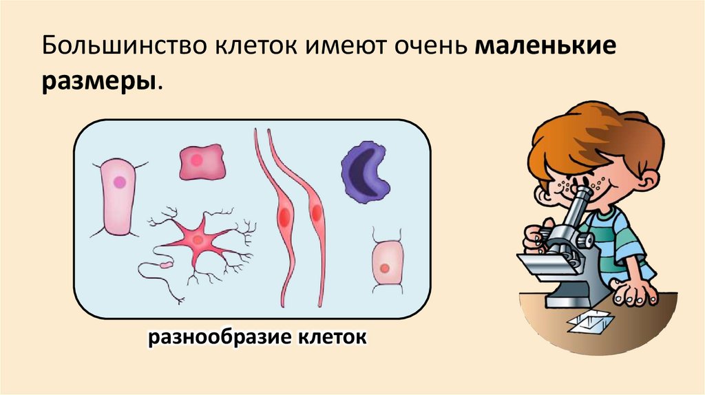 Большинство клеток имеют очень маленькие размеры.