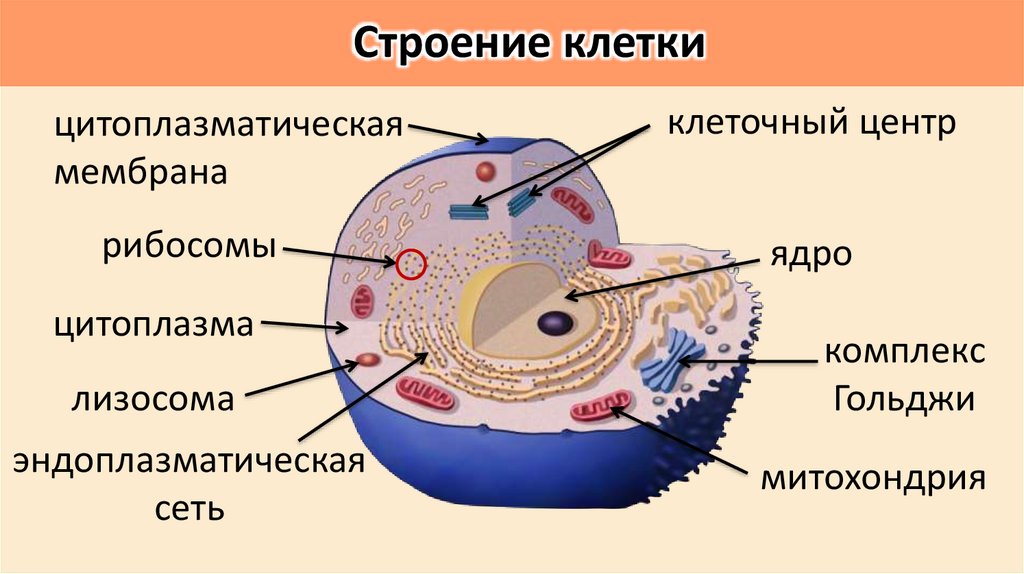 Строение клетки